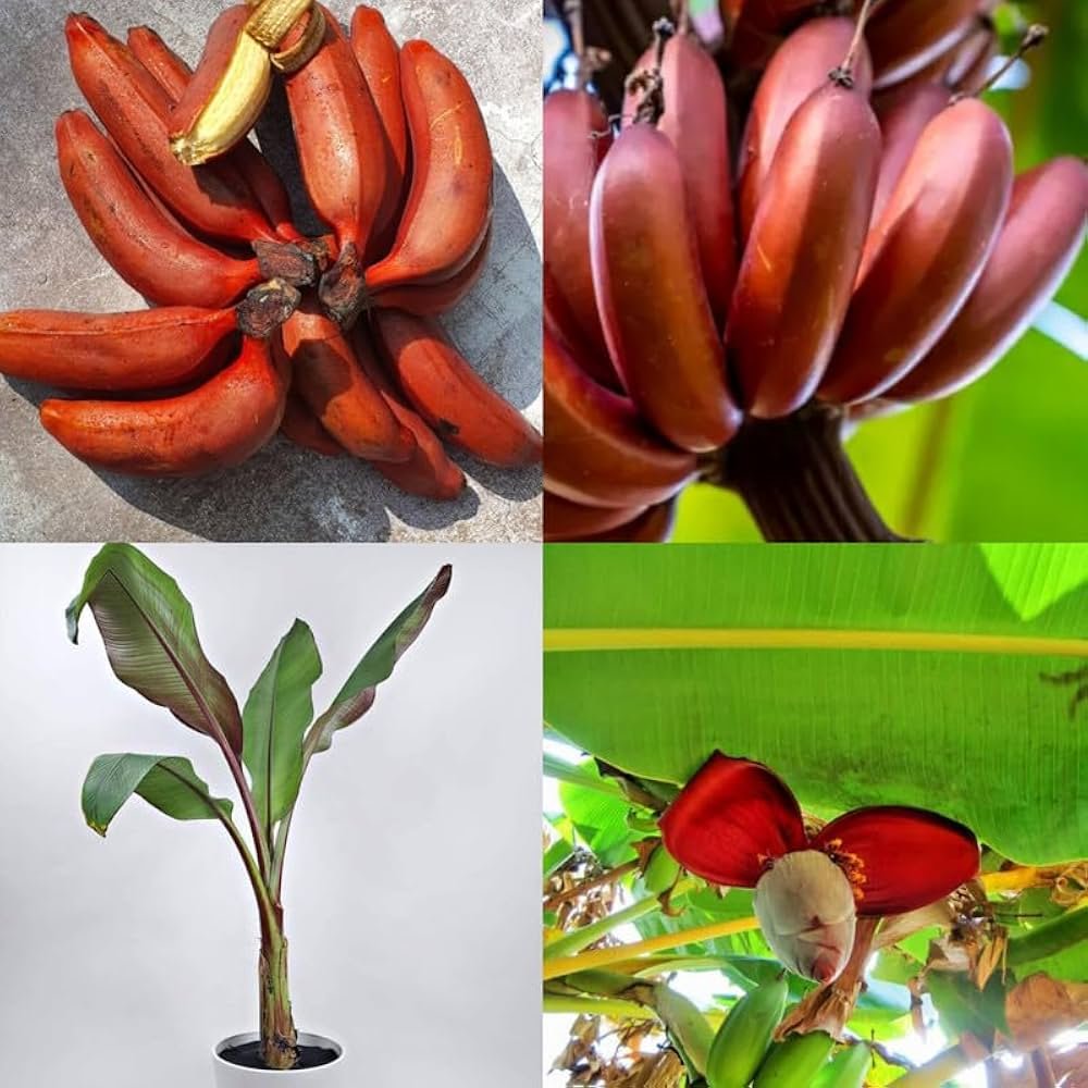 Red Banana Plant